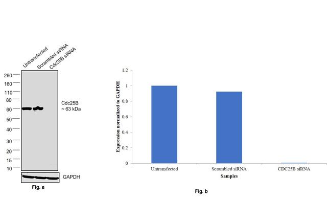 Cdc25B Antibody in Western Blot (WB)