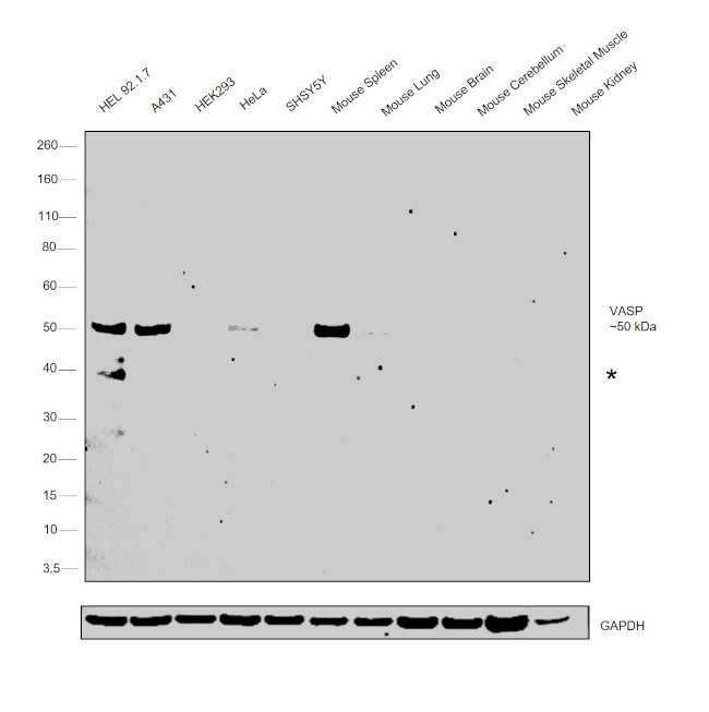 VASP Antibody