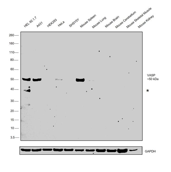 VASP Antibody in Western Blot (WB)