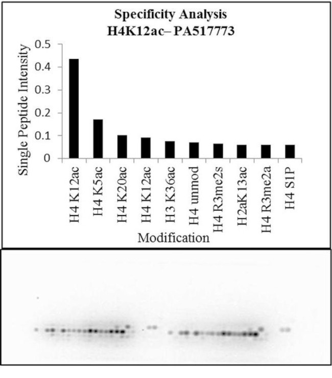 H4K12ac Antibody