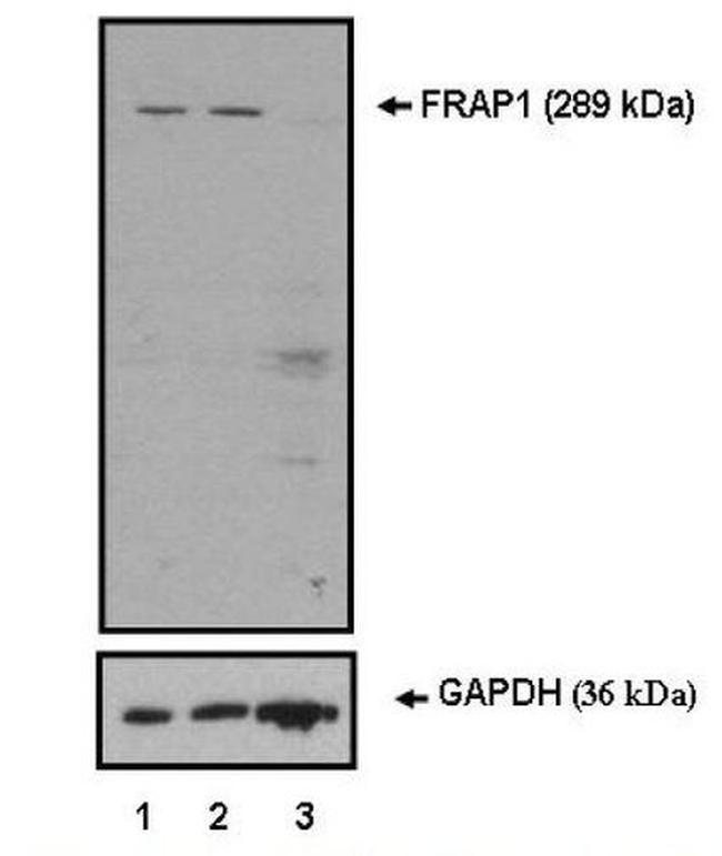 mTOR Antibody in Western Blot (WB)