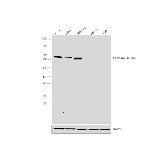 Phospho-PLA2G4A (Ser505) Antibody