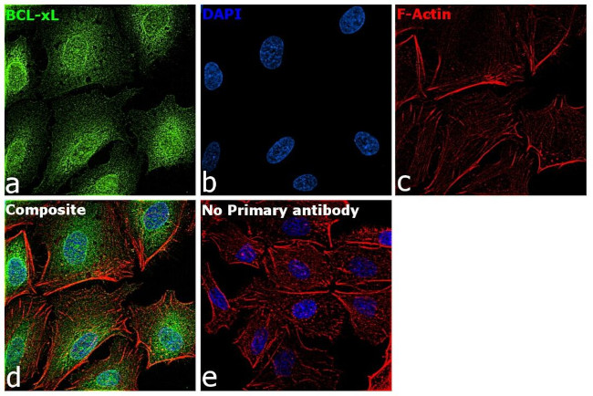 Bcl-xL Antibody in Immunocytochemistry (ICC/IF)