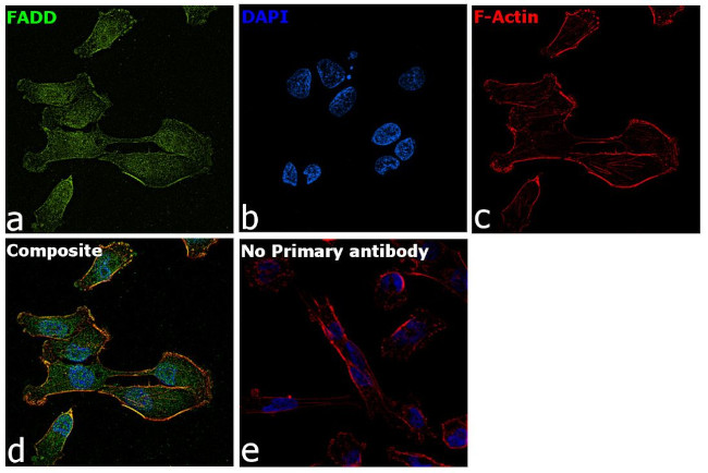 FADD Antibody in Immunocytochemistry (ICC/IF)