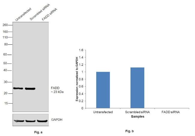 FADD Antibody