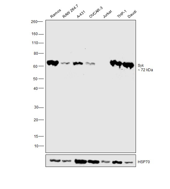 Syk Antibody