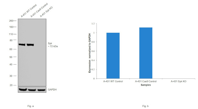 Syk Antibody