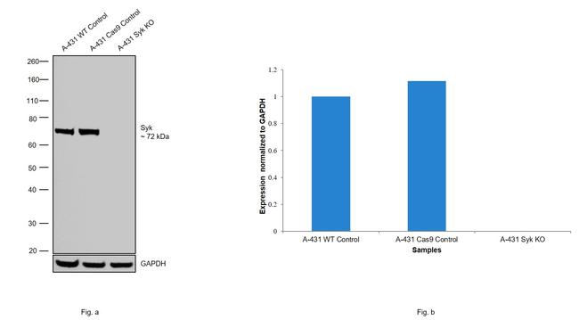 Syk Antibody in Western Blot (WB)