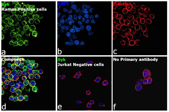 Syk Antibody in Immunocytochemistry (ICC/IF)