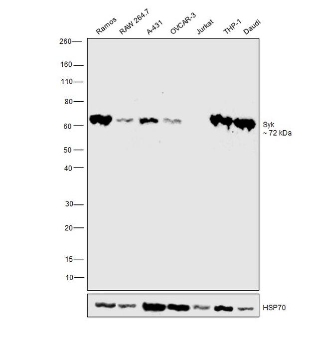 Syk Antibody in Western Blot (WB)