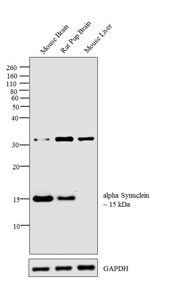 alpha Synuclein Antibody