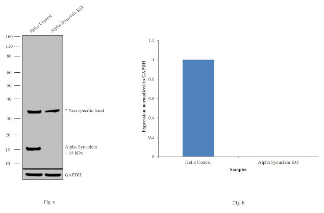 alpha Synuclein Antibody