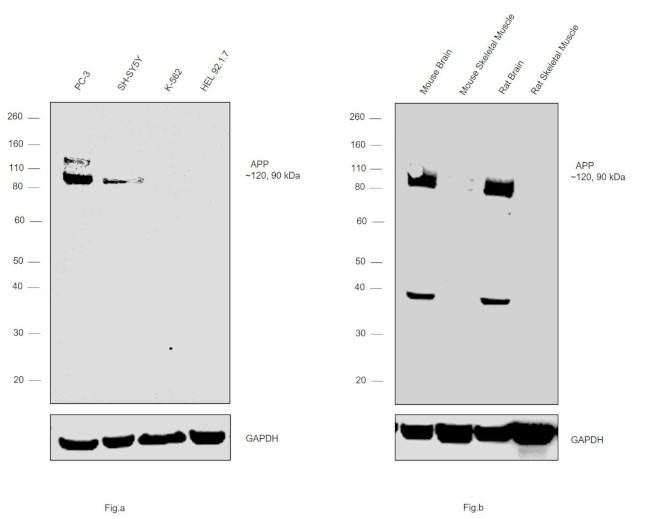 Amyloid Precursor Protein Antibody