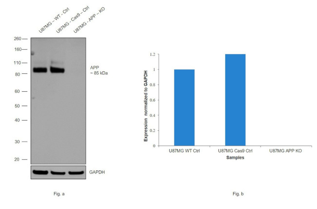 Amyloid Precursor Protein Antibody