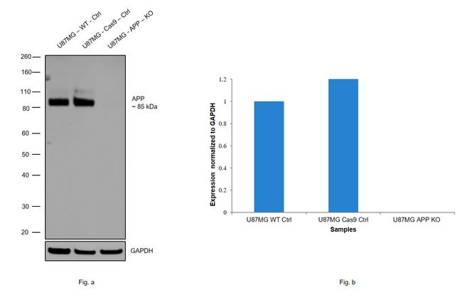 Amyloid Precursor Protein Antibody in Western Blot (WB)