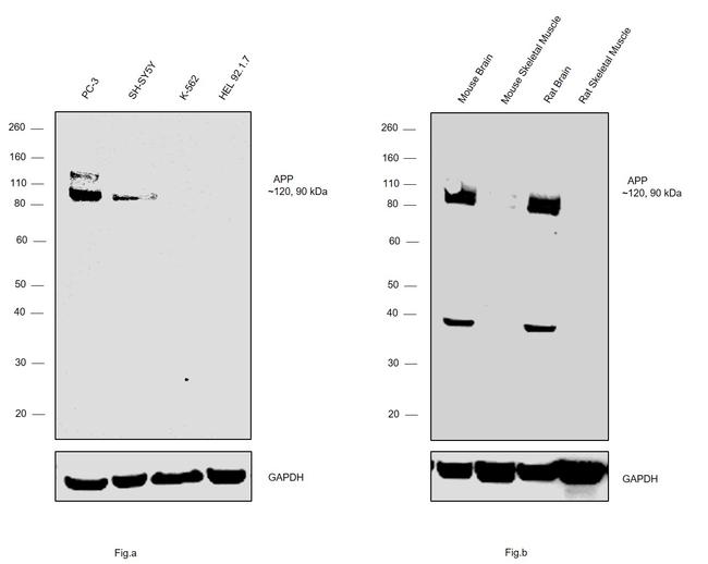 Amyloid Precursor Protein Antibody in Western Blot (WB)