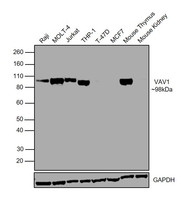 VAV1 Antibody