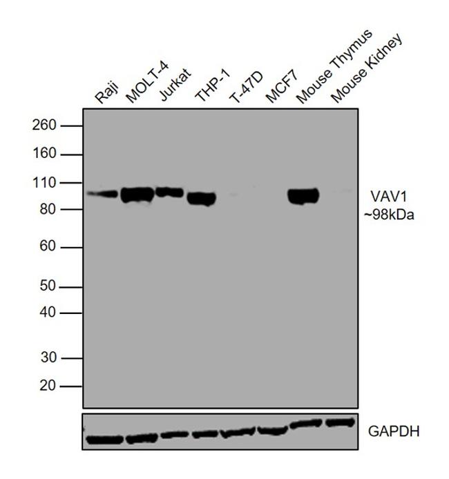 VAV1 Antibody in Western Blot (WB)