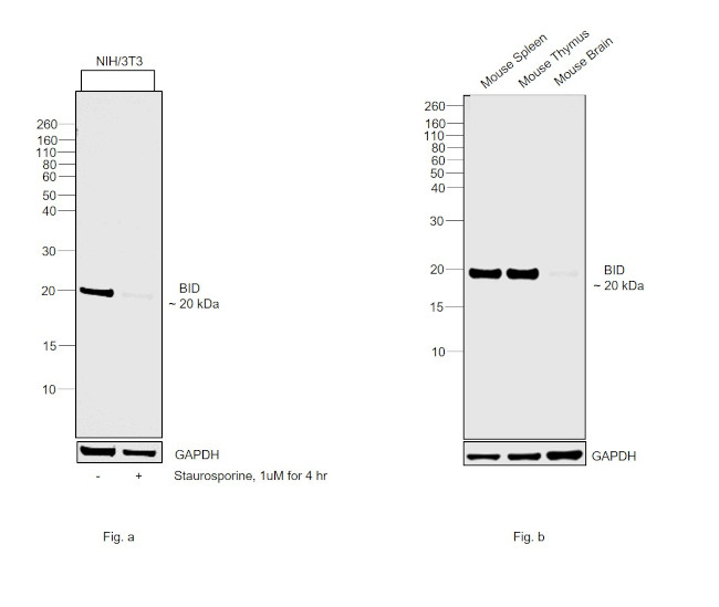 BID Antibody