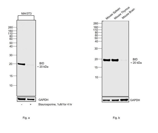 BID Antibody in Western Blot (WB)