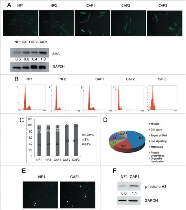 Phospho-Histone H3 (Ser10) Antibody in Western Blot, Immunocytochemistry (WB, ICC/IF)