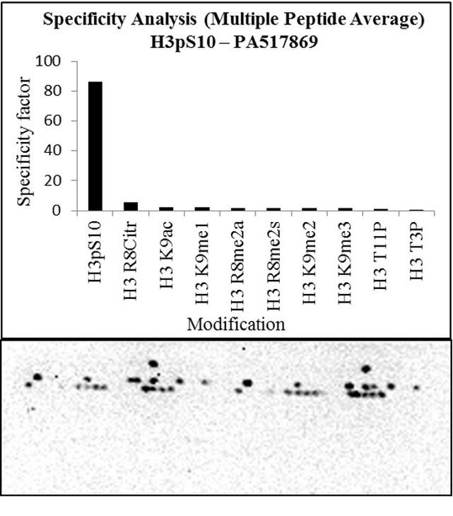 Phospho-Histone H3 (Ser10) Antibody in Peptide array (Array)