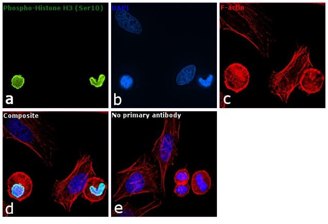 Phospho-Histone H3 (Ser10) Antibody in Immunocytochemistry (ICC/IF)