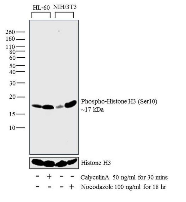 Phospho-Histone H3 (Ser10) Antibody in Western Blot (WB)