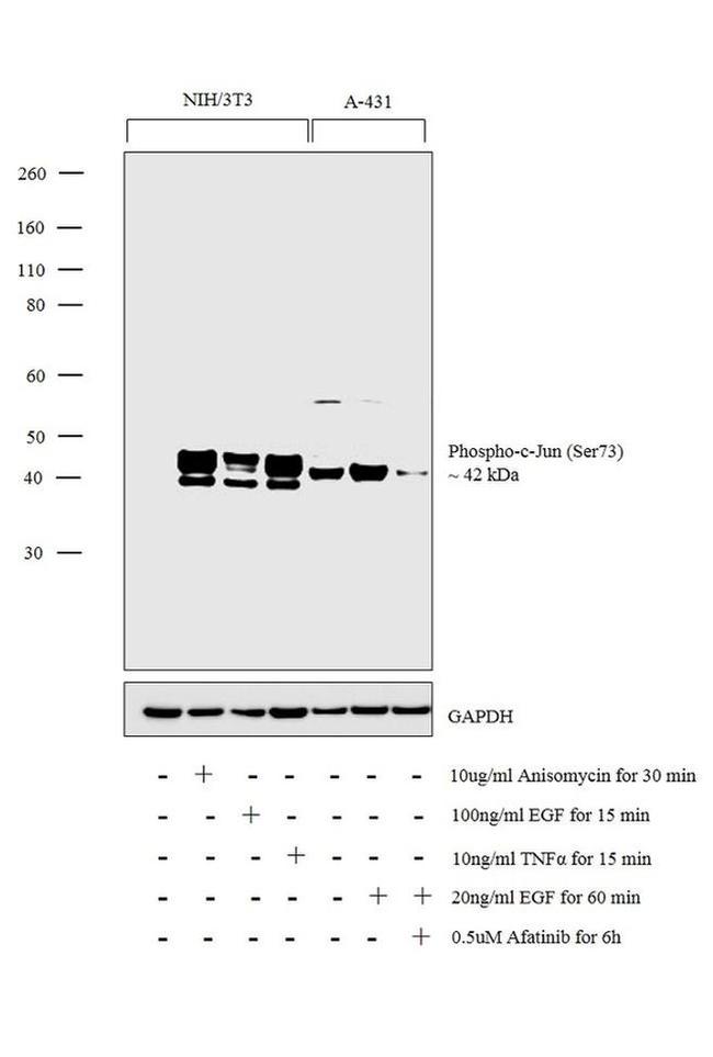 Phospho-c-Jun (Ser73) Antibody