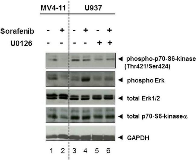 Phospho-p70 S6 Kinase (Thr421, Ser424) Antibody in Western Blot (WB)