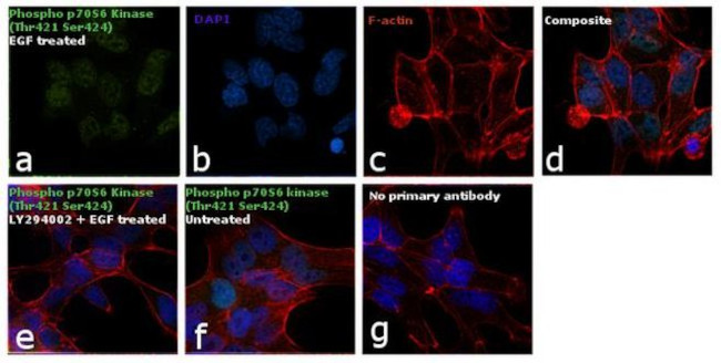 Phospho-p70 S6 Kinase (Thr421, Ser424) Antibody in Immunocytochemistry (ICC/IF)