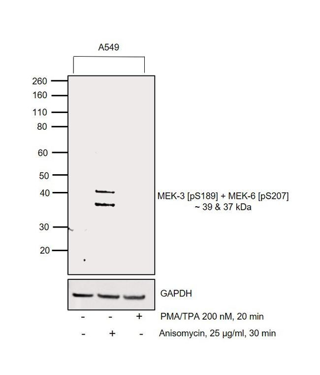 Phospho-MEK3/MEK6 (Ser189, Ser207) Antibody