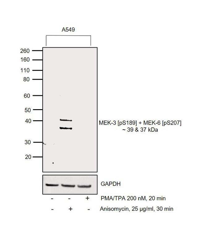Phospho-MEK3/MEK6 (Ser189, Ser207) Antibody in Western Blot (WB)