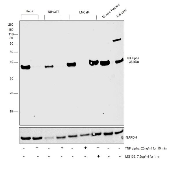 IkB alpha Antibody in Western Blot (WB)