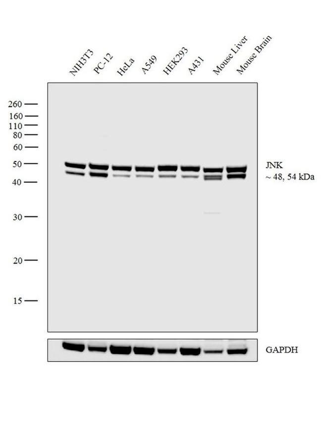 JNK1 Antibody in Western Blot (WB)