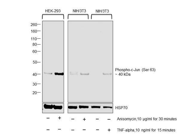 Phospho-c-Jun (Ser63) Antibody in Western Blot (WB)