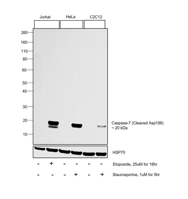 Caspase 7 (Cleaved Asp198) Antibody in Western Blot (WB)