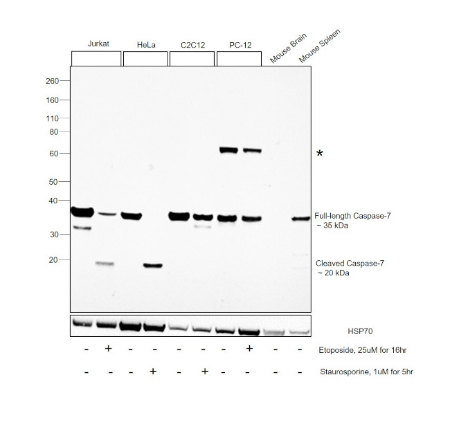 Caspase 7 Antibody