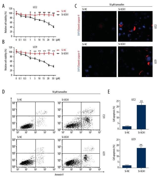 Caspase 9 (Cleaved Asp315) Antibody in Immunocytochemistry (ICC/IF)