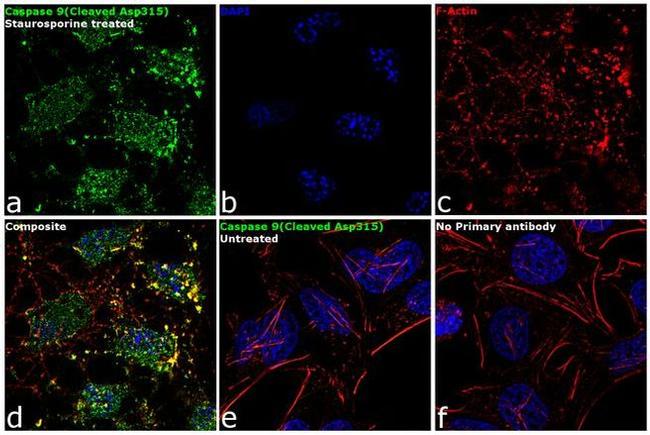 Caspase 9 (Cleaved Asp315) Antibody