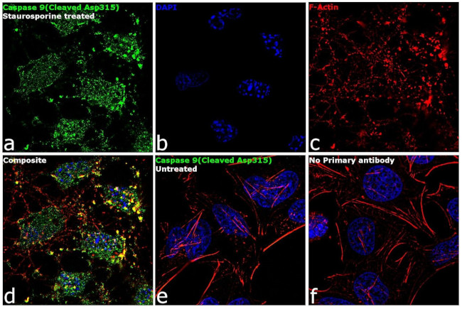 Caspase 9 (Cleaved Asp315) Antibody in Immunocytochemistry (ICC/IF)