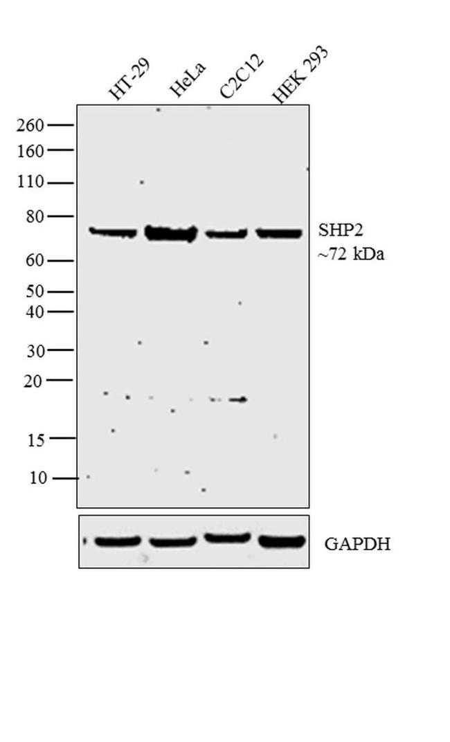 SHP2 Antibody in Western Blot (WB)