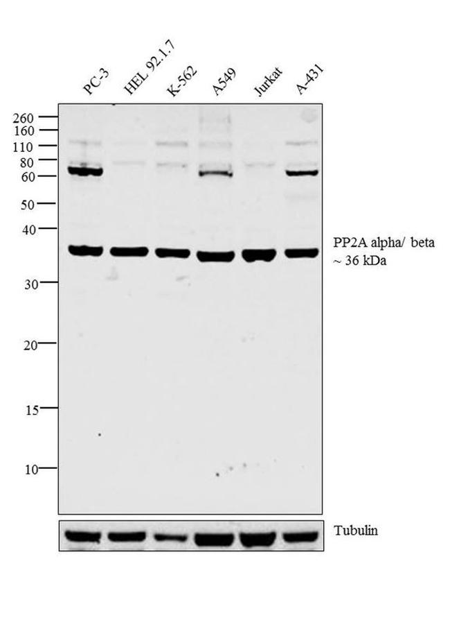 PP2A alpha/beta Antibody in Western Blot (WB)