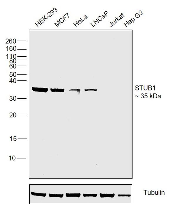 STUB1 Antibody in Western Blot (WB)