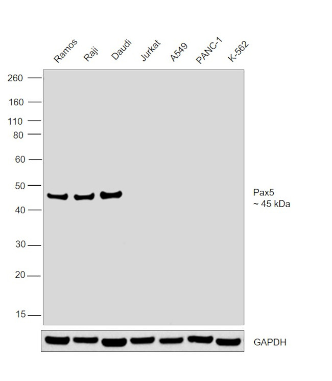 PAX5 Antibody