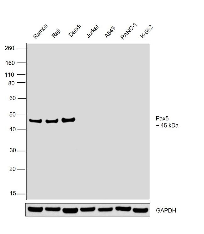 PAX5 Antibody in Western Blot (WB)