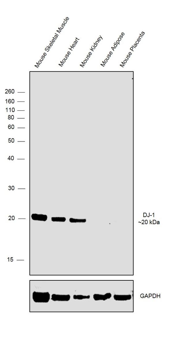 DJ-1 Antibody in Western Blot (WB)