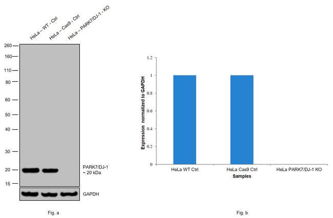 DJ-1 Antibody in Western Blot (WB)