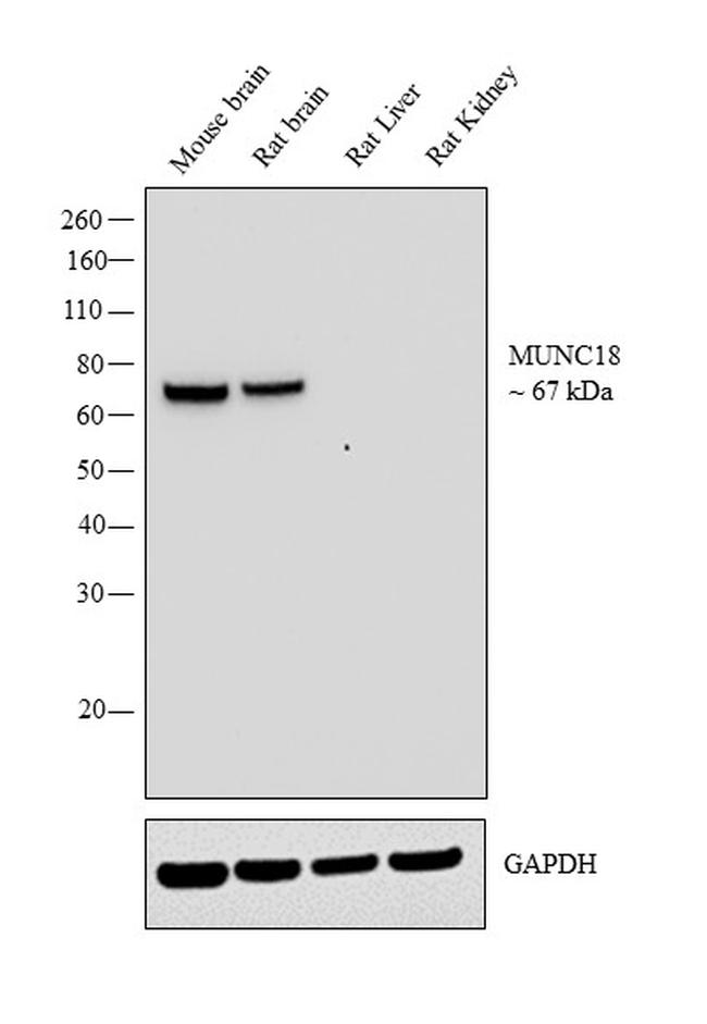 MUNC18 Antibody in Western Blot (WB)