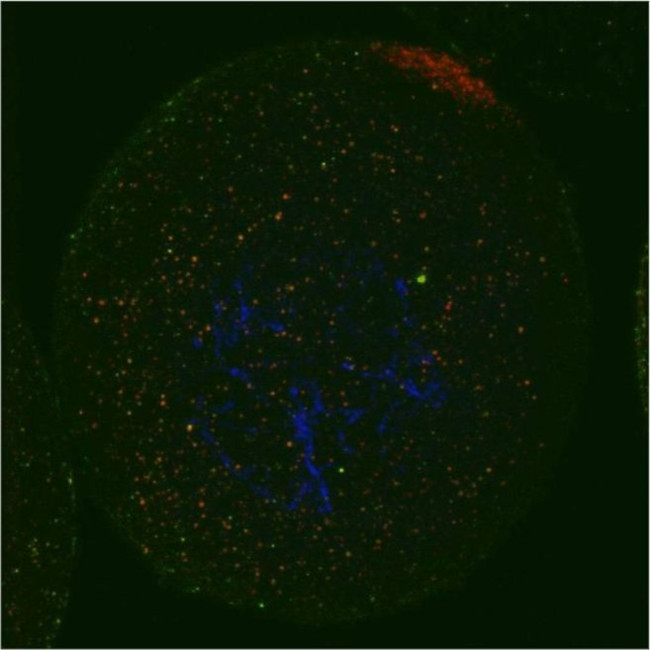 eIF4ENIF1 Antibody in Immunocytochemistry (ICC/IF)